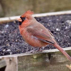 Northern Cardinal