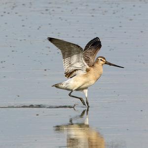 Bar-tailed Godwit