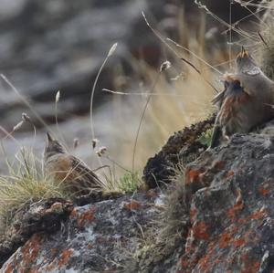 Alpine Accentor