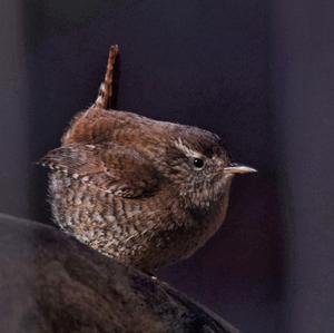 Winter Wren