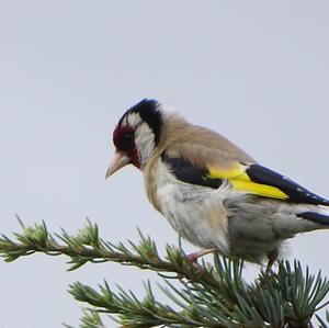 European Goldfinch