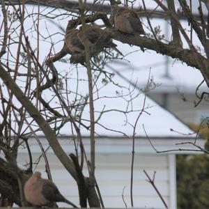 Mourning Dove