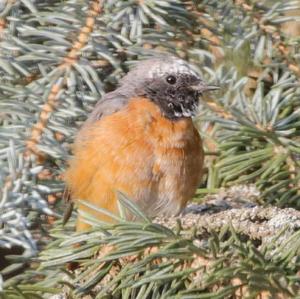 Common Redstart