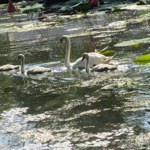 Mute Swan