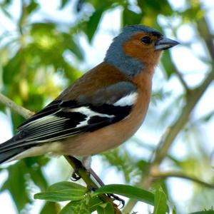 Eurasian Chaffinch