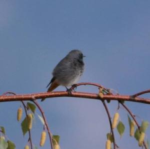 Black Redstart