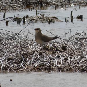 Collared Pratincole