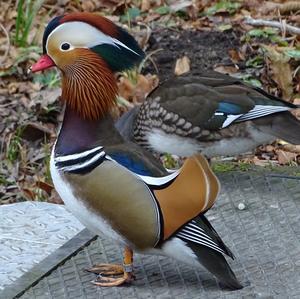 Mandarin Duck