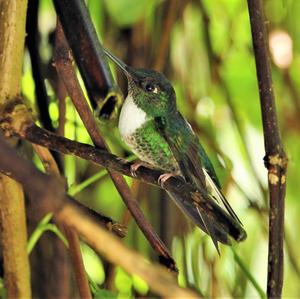 Collared Inca