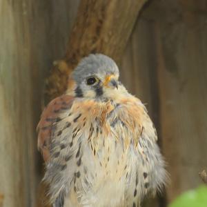 American Kestrel