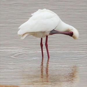 African Spoonbill