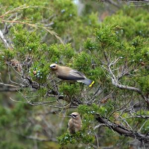 Cedar Waxwing