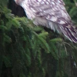 Great Grey Owl