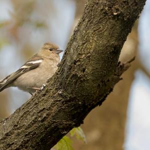 Eurasian Chaffinch