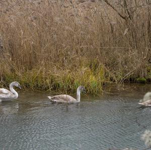 Höckerschwan