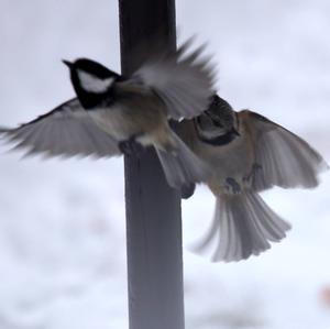 Crested Tit