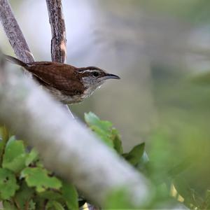 Carolina Wren