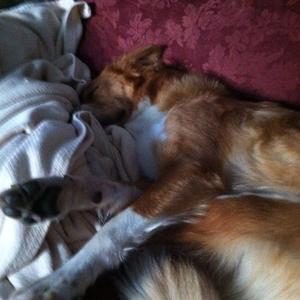 Unknown Breed