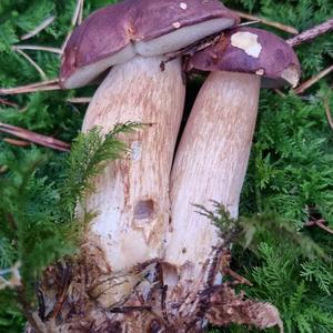 Bay Bolete