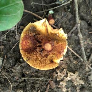 Red-cracked Bolete