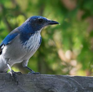 Western Scrub-jay