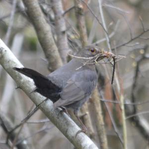 Eurasian Blackbird