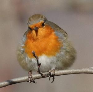 European Robin