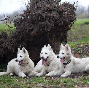 Berger Blanc Suisse