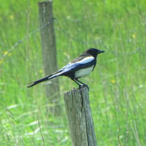 Black-billed Magpie