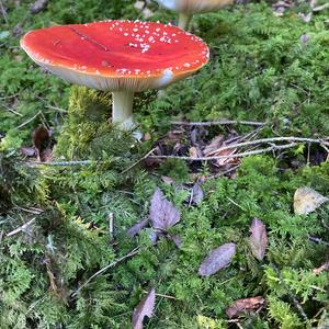 Fly Agaric