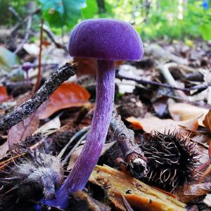 Amethyst Deceiver