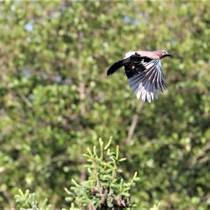 Eurasian Jay