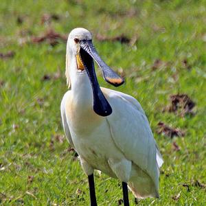 Eurasian Spoonbill