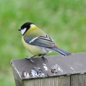 Great Tit