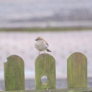 House Sparrow