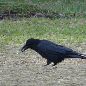 Carrion Crow