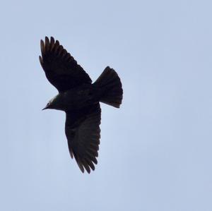 Eurasian Jackdaw