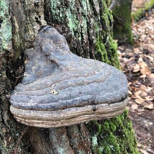 Tinder Polypore