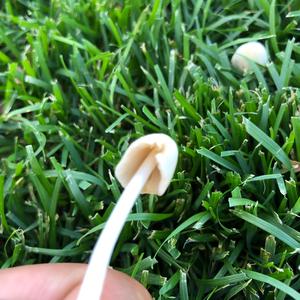 Unknown Species