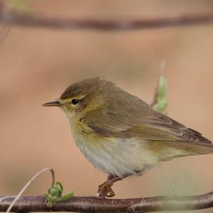 Willow Warbler