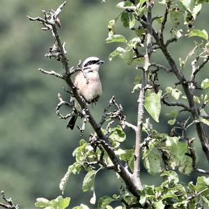 Red-backed Shrike