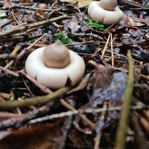 Collared Earthstar