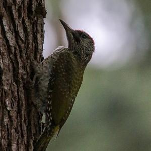 Eurasian Green Woodpecker