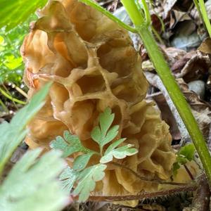 Yellow Morel