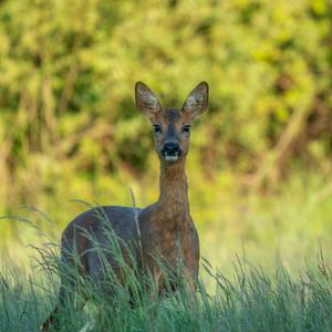 European Roe Deer