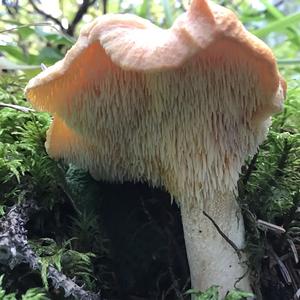 Hedgehog Fungus, Common