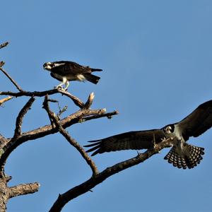 Osprey