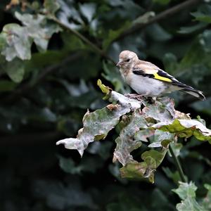 European Goldfinch