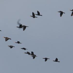 Great Cormorant