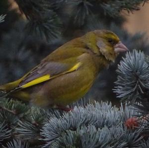 European Greenfinch